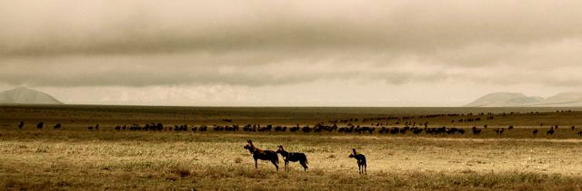 Wild Dogs on Safari